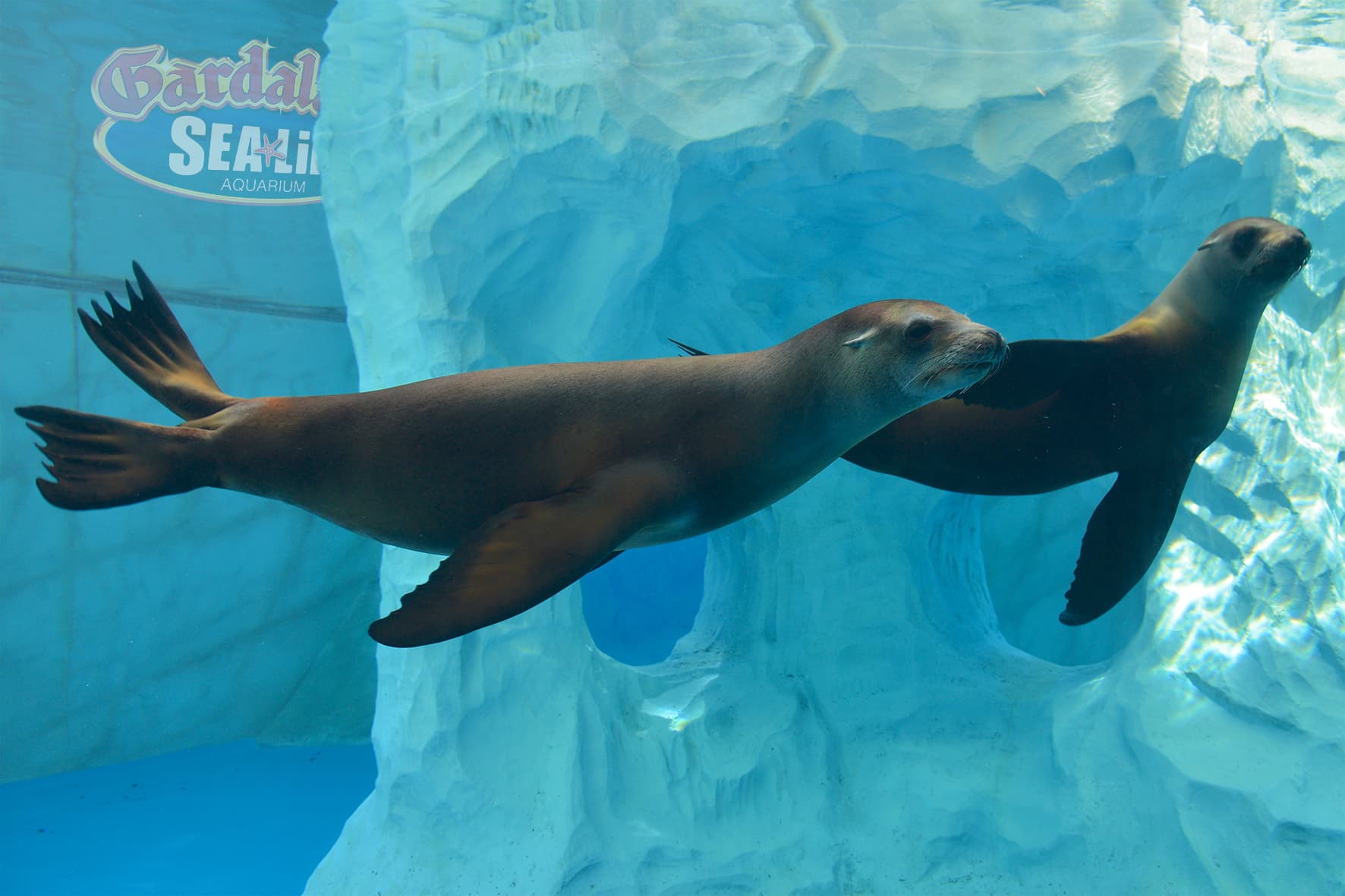 Momente din circuitul Gardaland & Parco Natura Viva – fotografia 4