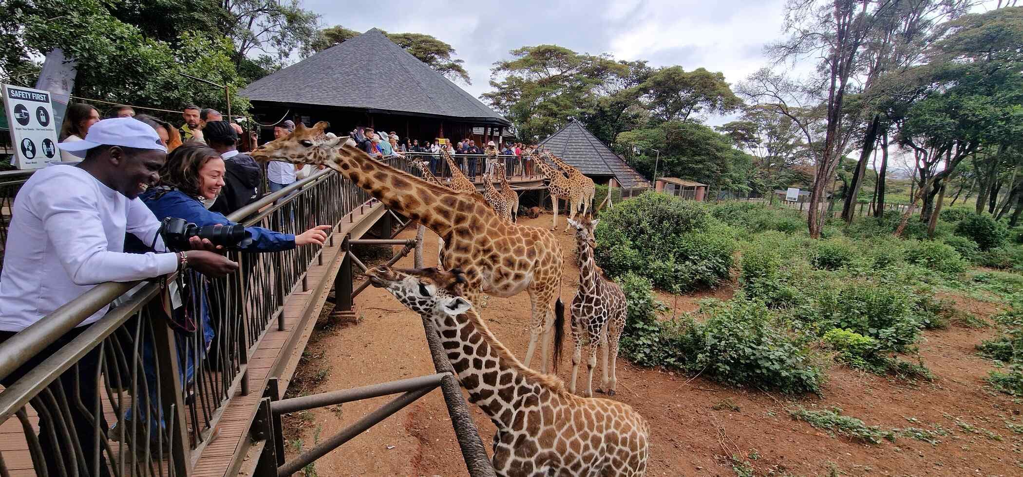 Giraffe Centre
