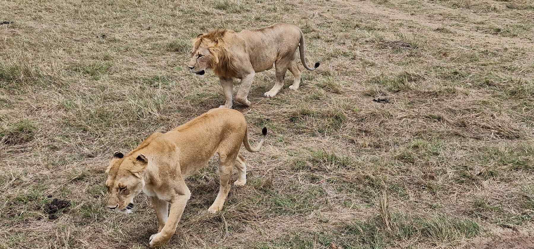 Parcul Național Maasai Mara