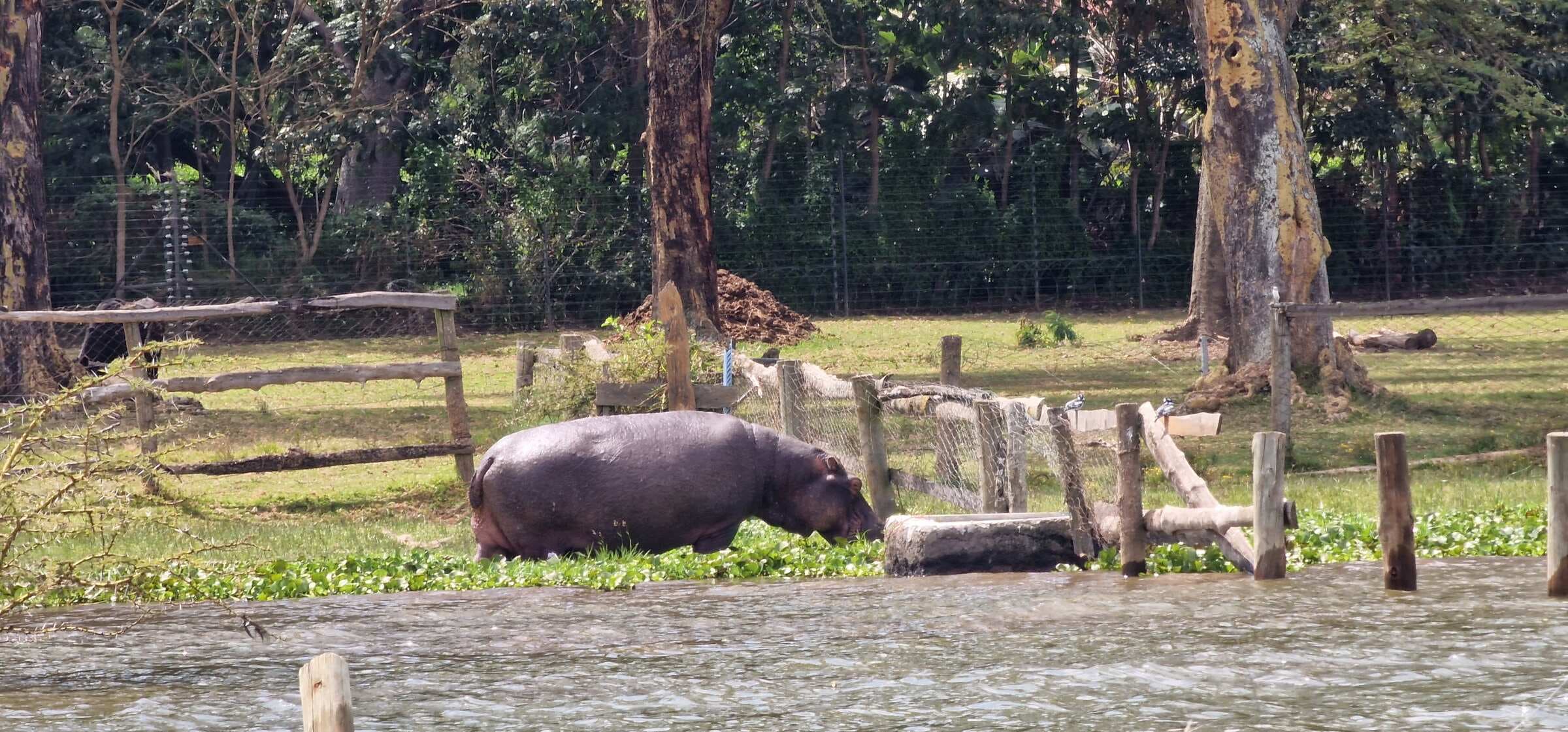 Lacul Naivasha