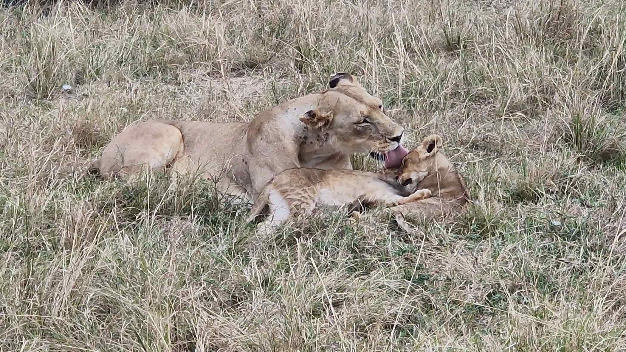 Momente din excursia în Kenya – fotografia 1