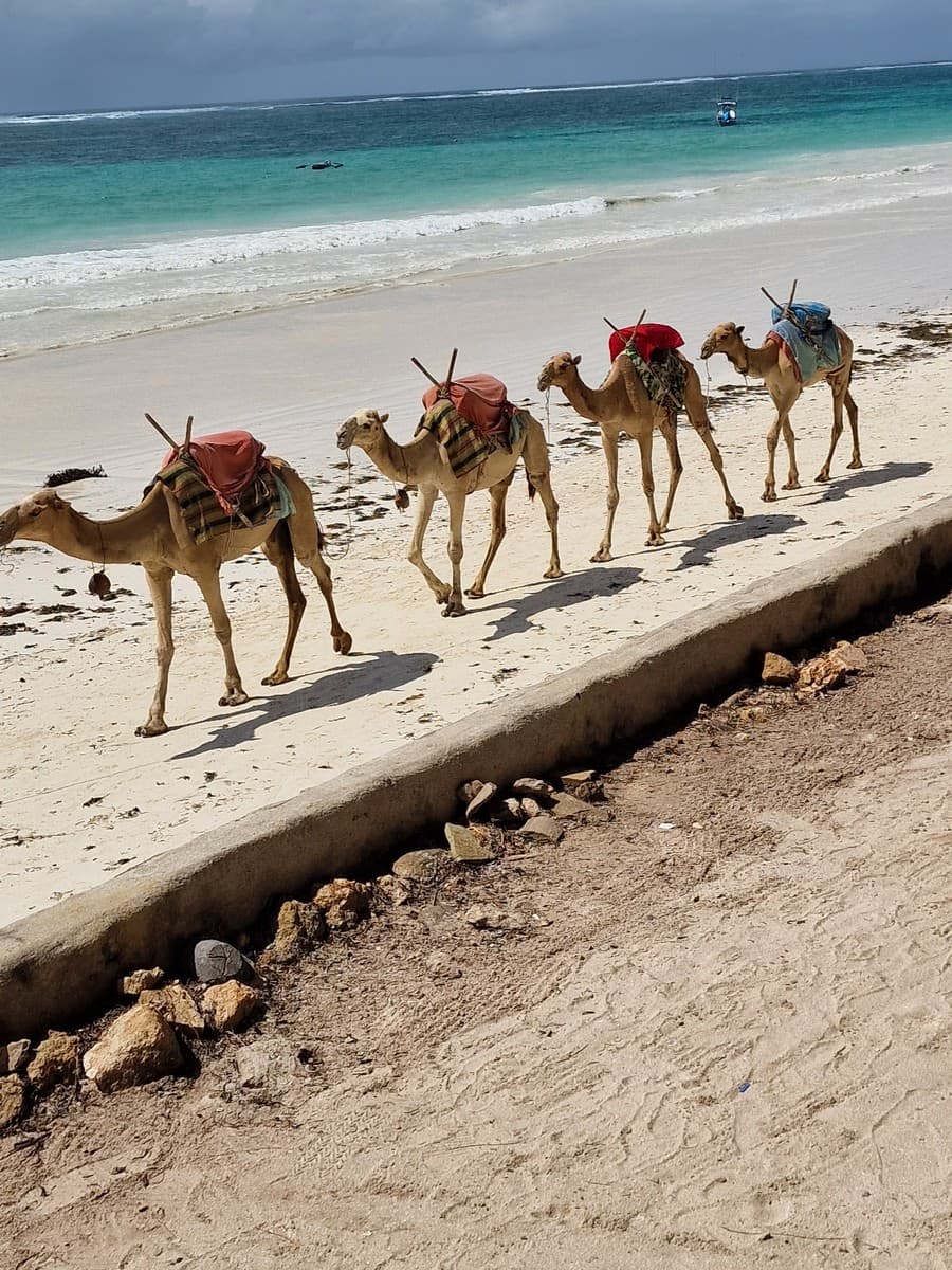 De la girafe și lei în savană, la nisipul alb al Oceanului Indian