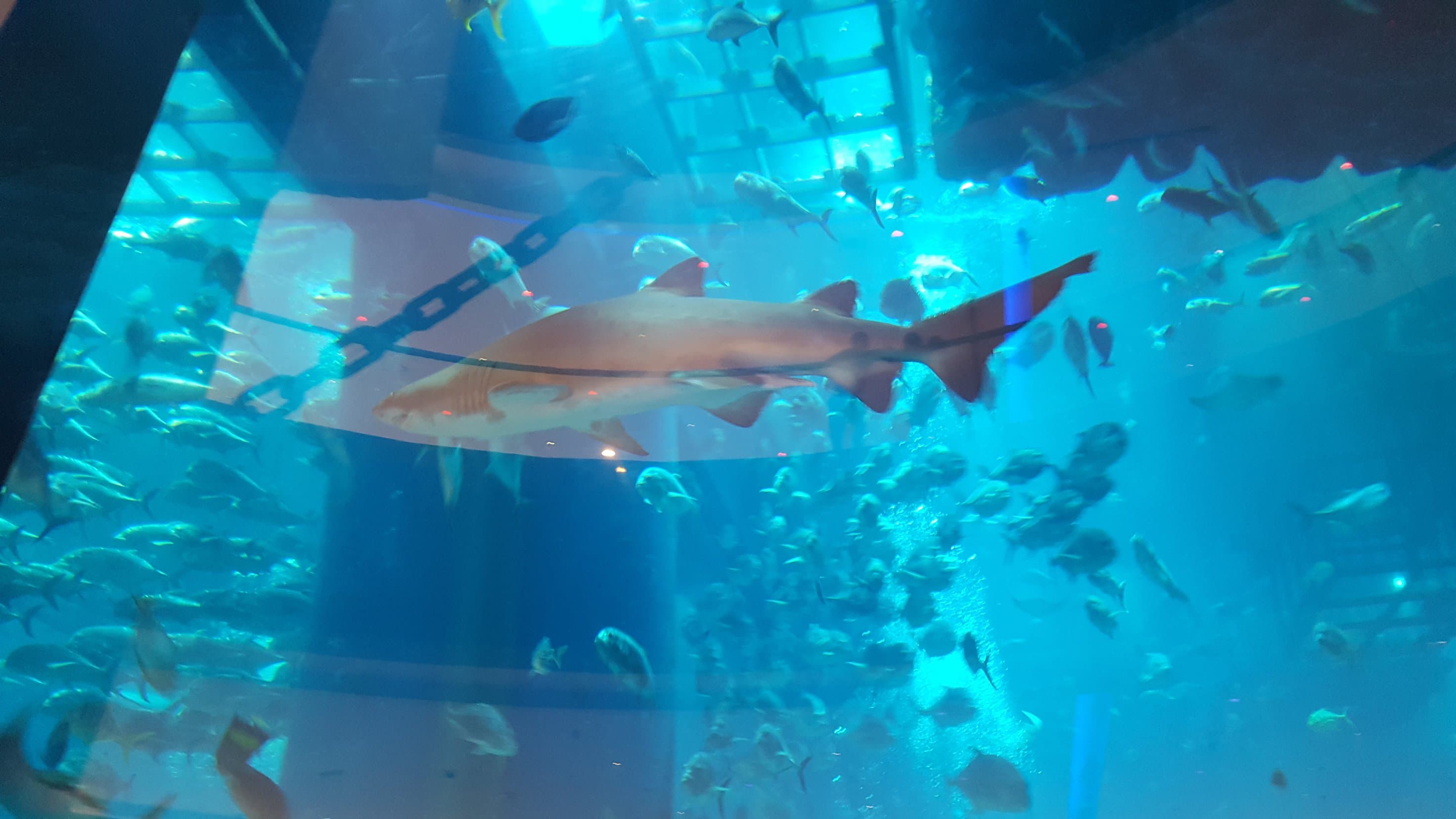 Dubai Mall Aquarium